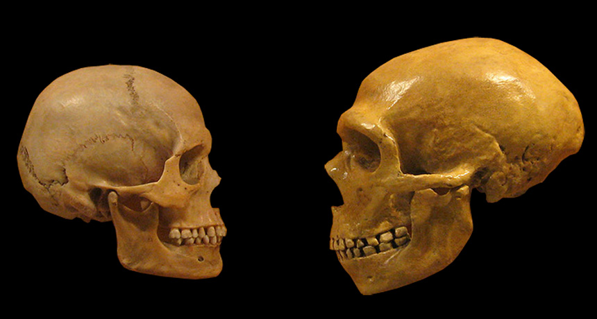 human and neanderthal skulls