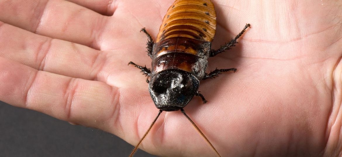 cockroach in a hand