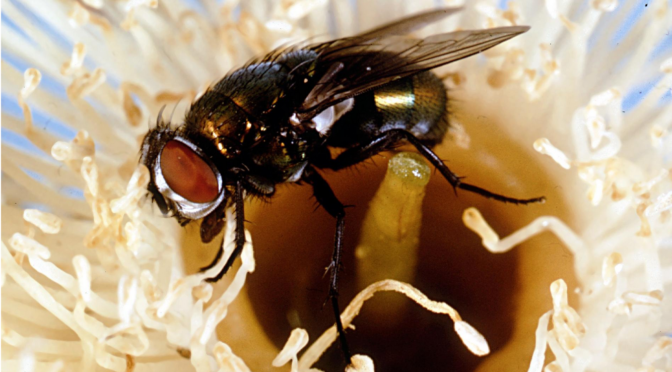 Flies Could Falsely Place Someone at a Crime Scene