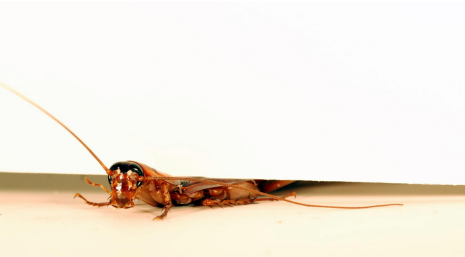 Amazing Video Reveals Why Roaches Are So Hard to Squish