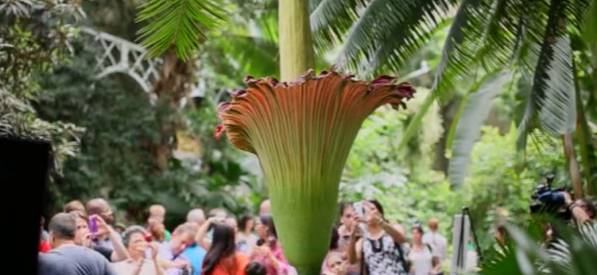corpse flower blooming